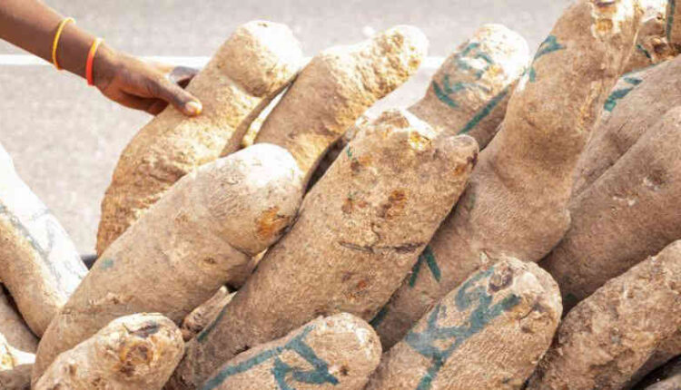 The Health Benefits of Yam: A Nutrient-Rich Tubular Delight