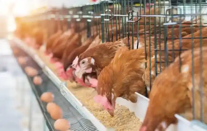 How to Start a Successful Poultry Business in Nigeria