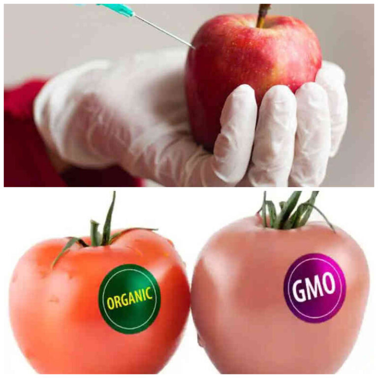 GMO Foods in Nigeria: What You Need to Know About Safety, Seeds, and Sovereignty