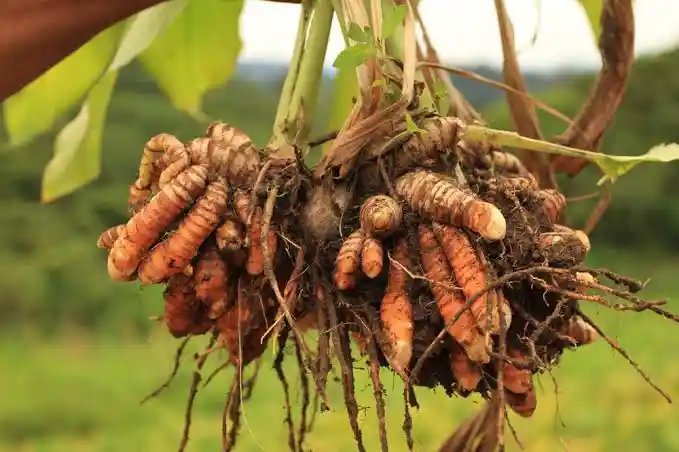 10 Serious Side Effects of Turmeric, Best Time for Inflammation Relief, and Women’s Benefits